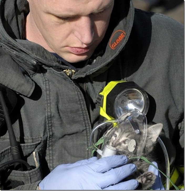 This picture of a firefighter administering oxygen to a cat rescued from a house fire.