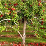 Apple-Tree.jpg
