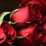 Red-Roses.jpg