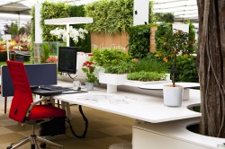 Plants in Offices Increase Happiness and Productivity