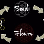 How to grow perfect fruits