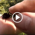 A Video of a Guy Saving an Exhausted Bumblebee will RESTORE your Faith in Humanity!
