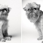 How dogs get older 12