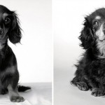 How dogs get older 2