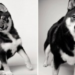 How dogs get older 3