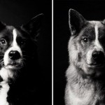How dogs get older 4