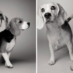 How dogs get older 5