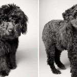 How dogs get older 6