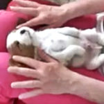 Puppy Getting A Massage Is The Cutest Thing You’ll See Today