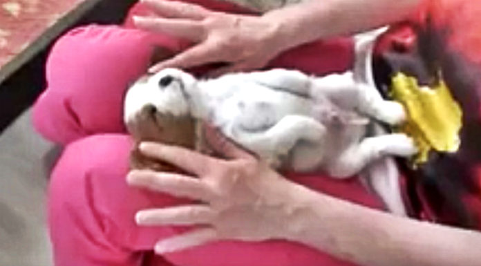 puppy-getting-massage