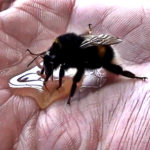 This Heartwarming Video Of A Guy Saving An Exhausted Bumblebee Restored My Faith In Humanity