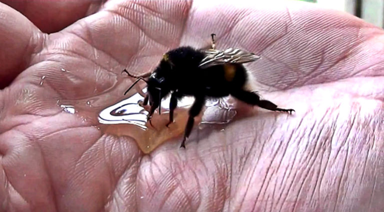guy-saving-an-exhausted-bumblebee-restore-your-faith-in-humanity