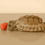 Alan Rickman’s FINAL ROLES — a student project. To help refugees