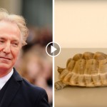 Alan Rickman’s FINAL ROLES — a student project. To help refugees.