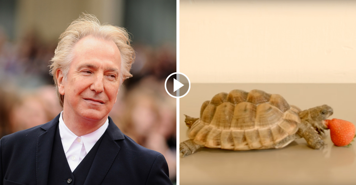 Alan Rickman's FINAL ROLES — a student project. To help refugees.