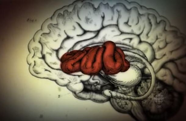 what Ayahuasca Does to Our Brain