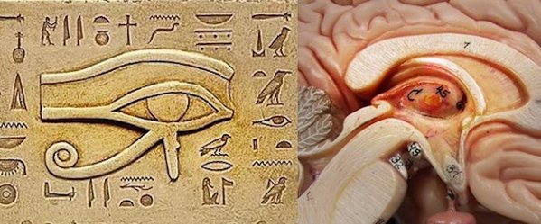 One of the biggest secrets kept from humanity The Pineal Gland