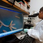 Study Confirms that Genes from GMOs Can Pass and Reprogram Your DNA!