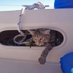 Couple Sells Everything to Live On A Bout and Travel The World 12