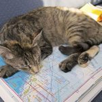 Couple Sells Everything to Live On A Bout and Travel The World 7