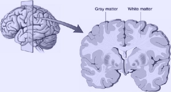 Harvard-MRI-Study-Shows-That-Meditation-Literally-Rebuilds-Your-Brain’s-Gray-Matter-In-8-Weeks