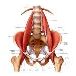 THIS is The ‘Muscle Of The Soul’