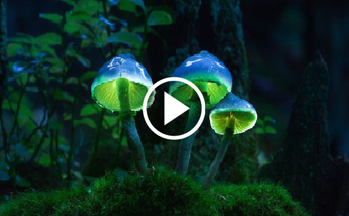 the-magic-of-nature-bioluminescent-forest