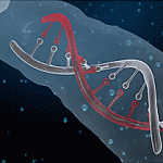 Study Confirms that Genes from GMOs Can Pass and Reprogram Your DNA!