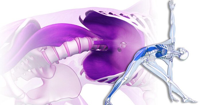 Muscle Of The Soul Causing Fear Anxiety