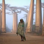 Malagasy girl among the Baobab trees.
