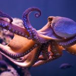 A New SHOCKING Scientific Breakthrough Claims That Octopus DNA Is Not From This World!