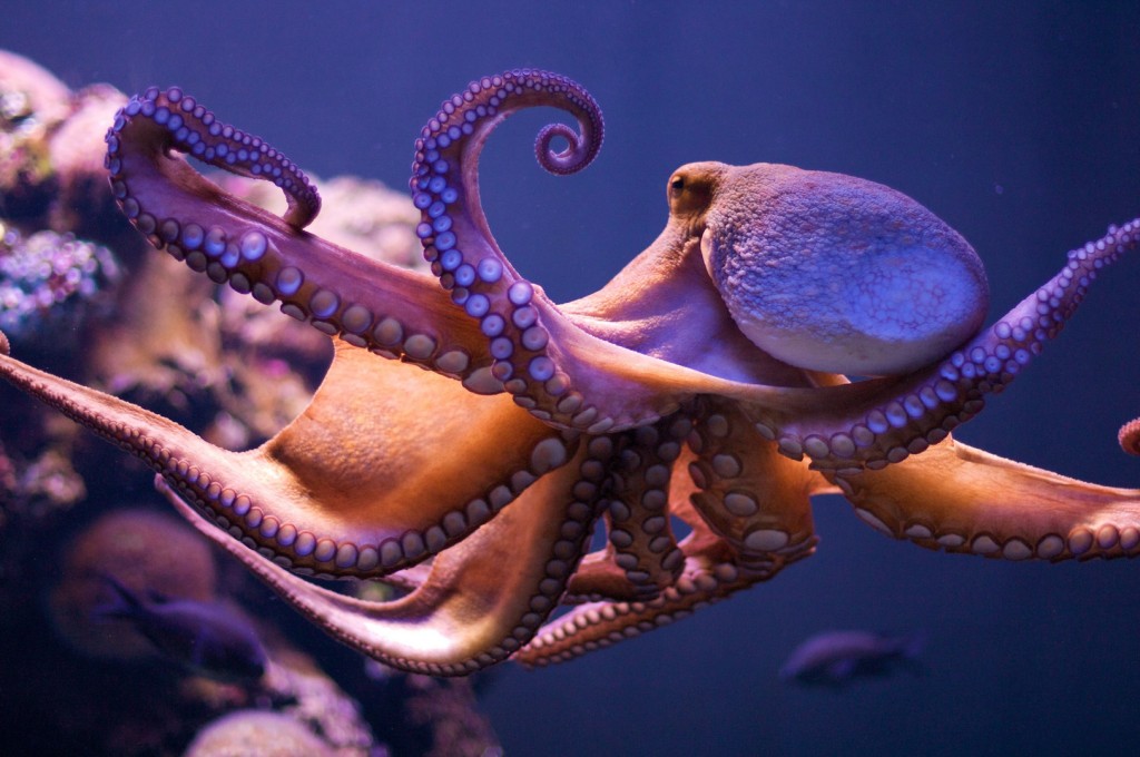 new-scientific-breakthrough-octopus-dna-alien