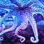 Octopus DNA Is Alien