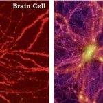 Studies Discover How The Universe Grows Just Like A Brain! Could It Be Possible That We Live Inside…