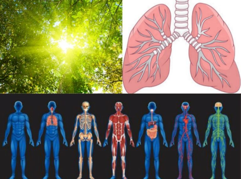 Where Does The Fat Go When We Lose Weight