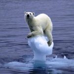 Polar Bear Standing On A Melting Ice