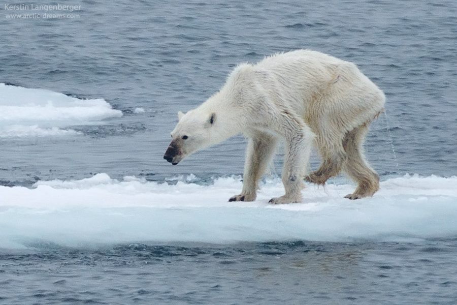 Starving Polar Bear On Melting Ice