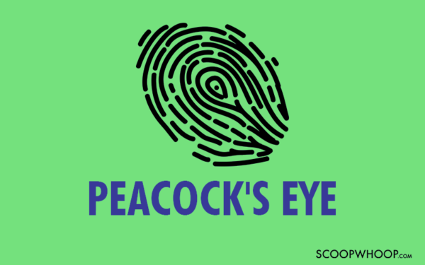 Peacock's Eye