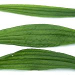 Plantago
