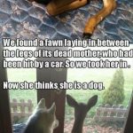 We take care of animals in need