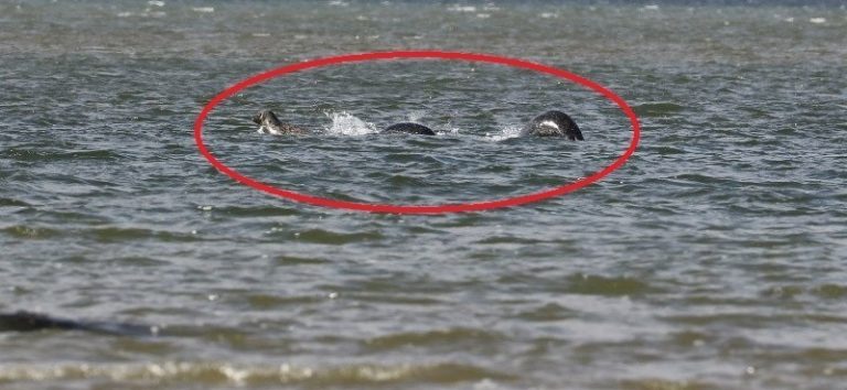 the-most-convincing-picture-of-the-loch-ness-monster