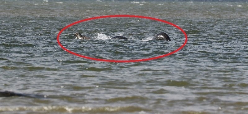 the-most-convincing-picture-of-the-loch-ness-monster