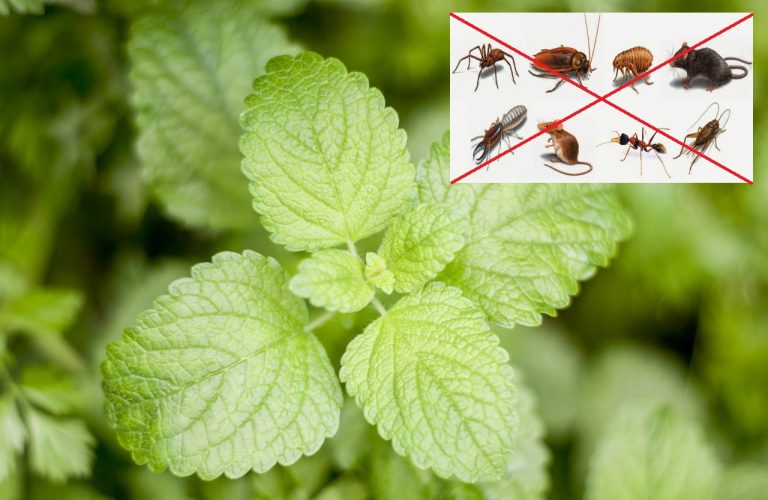 Put THIS Plant Inside Your Home And Say Goodbye To Spiders, Mice and Other Pests, Forever!