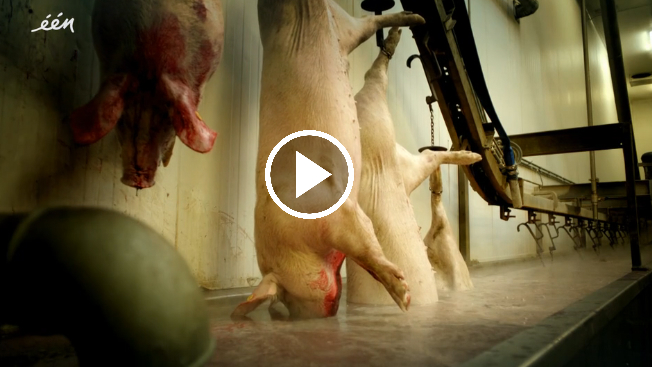 how-gummy-candy-is-really-made