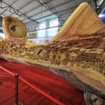 Closer Look At This Tree Shows The UNBELIVEABLE Things Human Determination Can Do 2