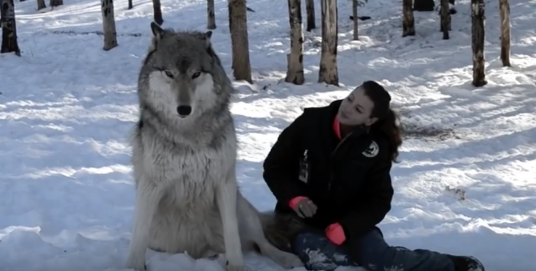 Woman Cuddles With a Giant Wolf!