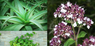 12 Plants That Will Supercharge Your Home With Positive Energy Plants Positive Energy