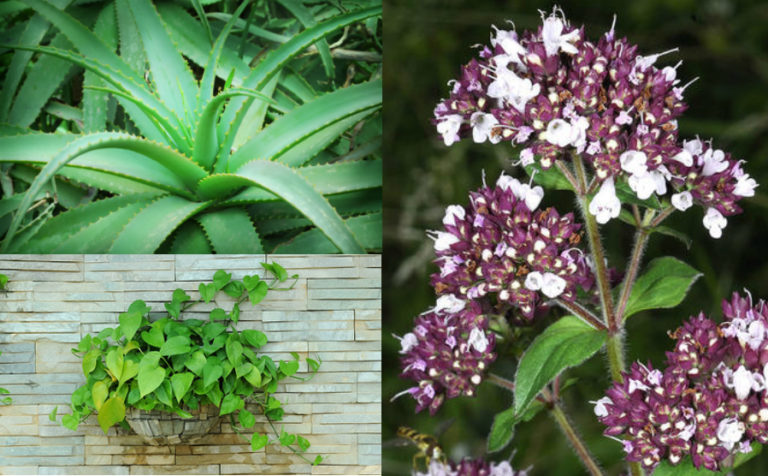 Plants Positive Energy