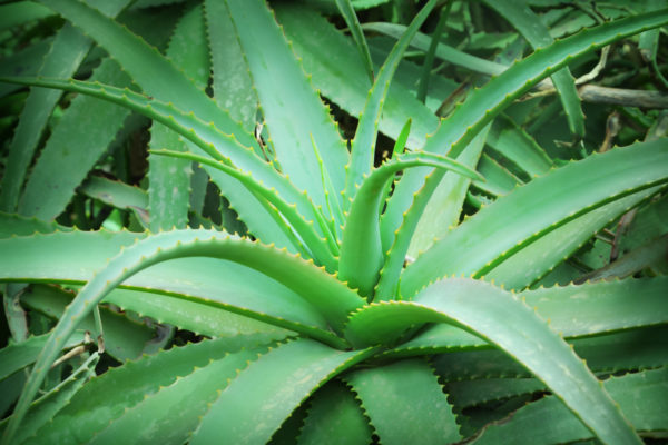 ALOE (ALOE VERA)