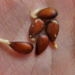 Apple Seeds and Cancer THIS is What the Government Has Been Hiding From Us for Years